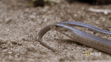What Is That National Geographic GIF - What Is That National Geographic Secrets Of The Zoo Down Under GIFs