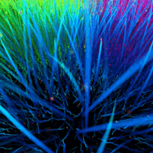 a close up of a colorful plant with blue green and yellow leaves