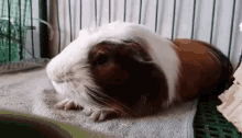 Why Do Guinea Pigs Yawn GIF