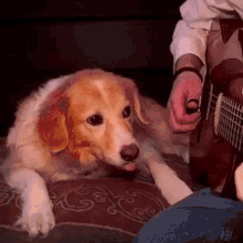 Dog Guitar GIF - Dog Guitar Yawn GIFs
