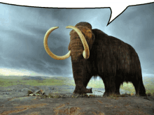 mammoth ratio mammoth woolly mammoth ratio