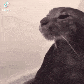 Cat Cat Meme GIF - Cat Cat Meme Sad GIFs