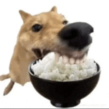 a dog is eating rice out of a bowl with its mouth open .