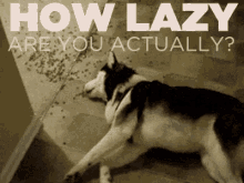 dog lazy