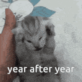 a kitten is being held in a person 's hand with the words year after year written below it .