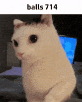 a white cat is sitting in front of a laptop with the words balls 714 below it