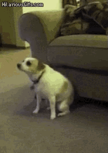For More Funnies ——-&Gt; Follow Me. GIF - Funny Dog Dancing GIFs