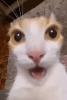 a close up of a cat with its mouth open and a surprised look on its face .