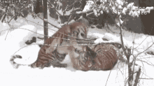 Tigers Snow GIF - Tigers Snow Fight GIFs