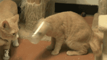Cat Funny Cats GIF - Cat Funny Cats Funny Animals GIFs