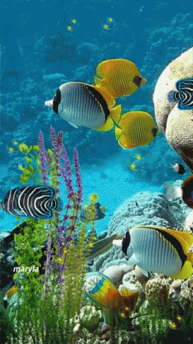 Aquarium Live Wallpaper For PC (55+ images)