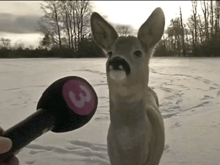 a person is holding a microphone with the number 3 on it in front of a deer