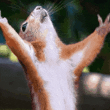 a brown and white squirrel with its arms outstretched .