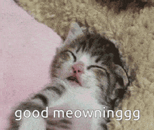 a kitten is sleeping on a pink blanket with the words good meowninggg written on it