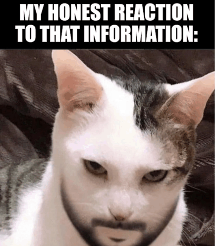 Reaction Cat Meme