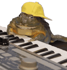 keyboard frog