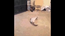 Get The Laser! GIF - Catch The Laser Laser Chase GIFs