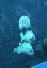a group of seals are laying on top of each other in the water