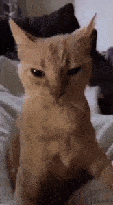 Bruh Cat GIF - Bruh Cat Cat Bruh GIFs