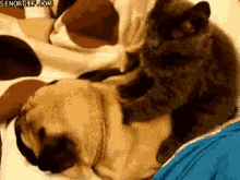 Cat Dog GIF - Cat Dog Hug GIFs