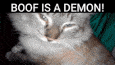 a cat with the words boof is a demon written above it