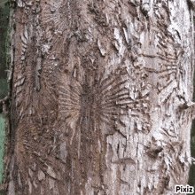 a close up of a tree trunk with pixiz on the bottom right