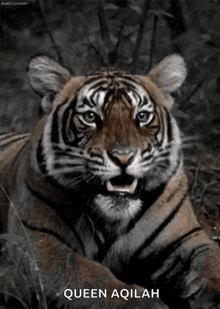 Animals Tigers GIF