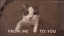 Cat Hug GIF