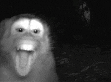 a black and white photo of a monkey with its tongue hanging out .
