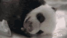 sleeping pampered pandas tired nap baby panda