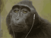 Monkey Earphones In GIF - Monkey Earphones In When My Jam Comes On GIFs