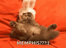 Cat Easter GIF - Cat Easter Easter Bunny GIFs