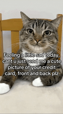 a cat sitting in a chair with a caption that says feeling a little sad today