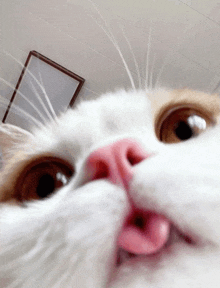 Cat Catmouth GIF - Cat Catmouth Looking Cat GIFs