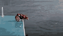 a dog wearing a red life jacket is jumping into a body of water