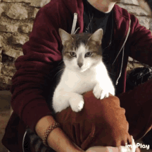 Cat Angry GIF - Cat Angry Mad GIFs