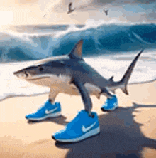 a shark wearing blue sneakers is walking on the beach .