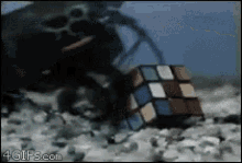 Rubiks Cube Solve GIF - Rubiks Cube Solve Lobster GIFs