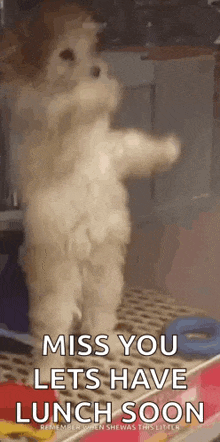 a dog is standing on its hind legs with its arms outstretched and a message that says `` miss you lets have lunch soon '' .