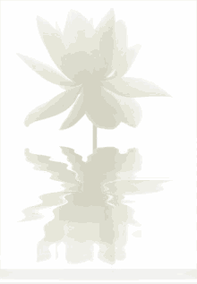 Lotus White GIF - Lotus White Whitelotus GIFs