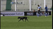 Dog Interrupts Game For Belly Rubs GIF - Belly Rub Dog GIFs