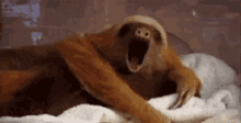 sleepy sloth yawning