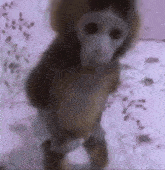 a monkey is standing on its hind legs on a bed with flowers in the background .