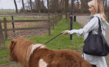 Paard Horse GIF - Paard Horse Pony GIFs