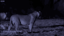 Lion Lioness GIF - Lion Lioness Lioness Hunting GIFs