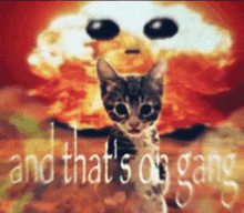 Cat Explosion GIF