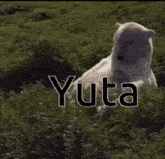 a polar bear is laying in the grass with the word yuta written above it