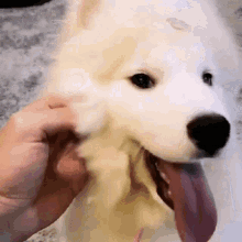 a white dog with its tongue hanging out is being petted by a person .