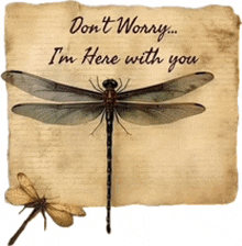 Message Note GIF - Message Note Dragonfly GIFs