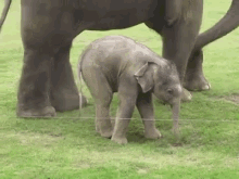 Baby Elephant'S Nervous First Steps GIF